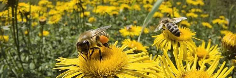 The decline of pollinators - Earth Day 2020 50 Year Anniversary Ecohome