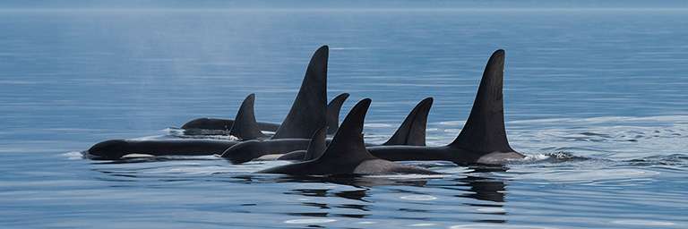 The pipeline could cause significant adverse environmental effect on killer whales | Earth Day 2020 50 Year Anniversary Ecohome