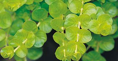 creeping jenny - eco friendly ground cover