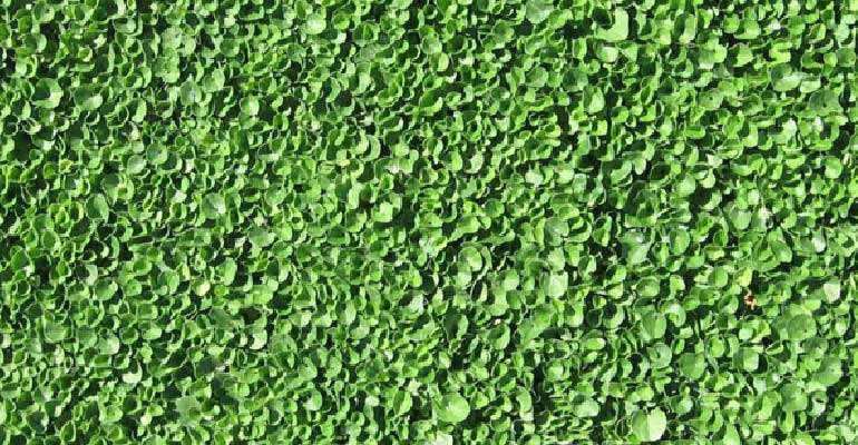 Succulents can be a lawn alternative in low traffic areas