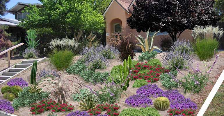 Native perennial beds can replace a lawn providing local insect habitat
