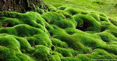 moss, the english lawns' enemy, can be used for interesting effect