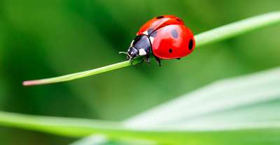 Keeping a healthy lawn attracts insects and helps biodiversity