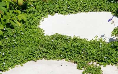 corsican mint Mentha requienii is a low maintenance alternative ground cover plant 
