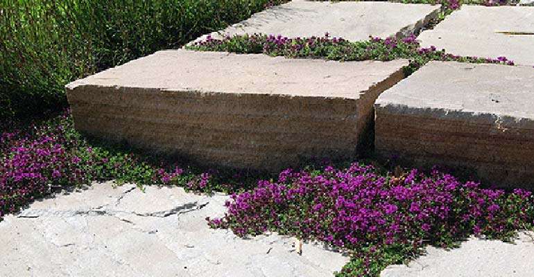 Thym makes for a beautiful bee friendly lawn