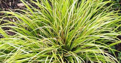 as an alternative to a traditional grass lawn, try japanese sweet flag