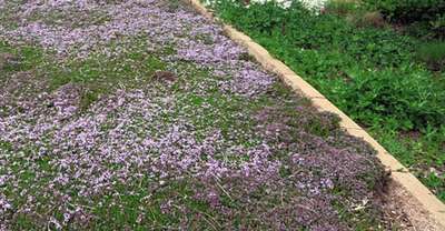 Thym or other low creeping herbs make great ground cover instead of a traditional lawn
