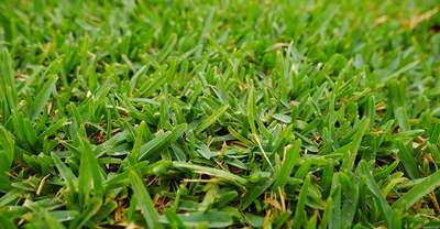 Buffalo grass can be specified as an eco-friendly lawn