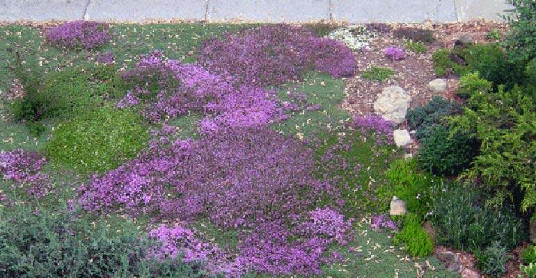 Alternative eco-friendly ground covers to grass