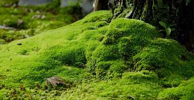 moss can clump or crawl - ideal for shaded lawn areas