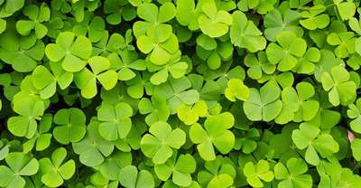 choose buffalo grass for a lower maintenance lawn