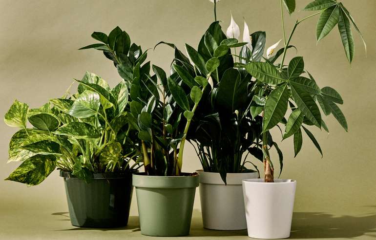 J:\Images\Which_Houseplants_are_Best_for_Improving_Indoor_Air_Quality_None_thats_which.png