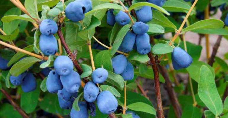 Haskap berries are nutritious and decorative in the garden 