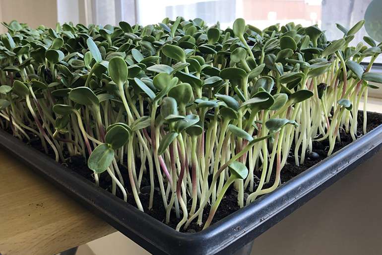 How to grow microgreens indoors