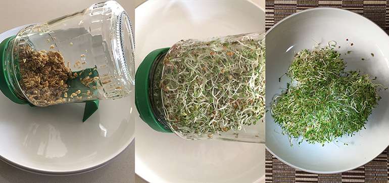 How to grow sprouts indoors