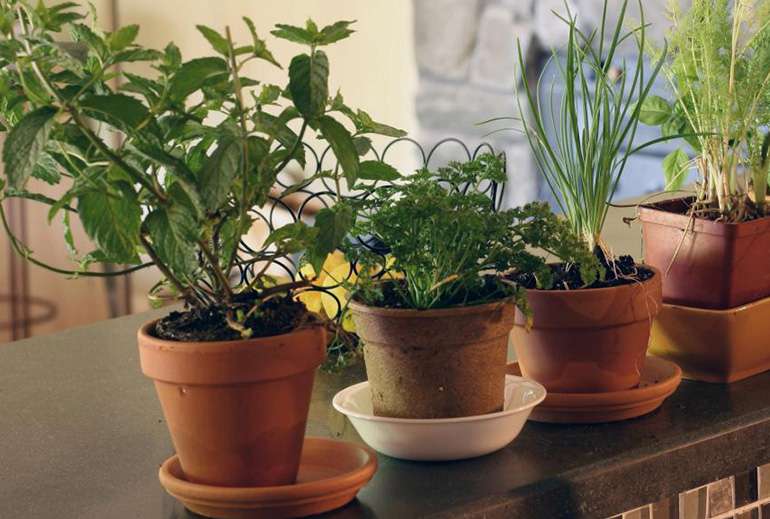 growing herbs and spices indoors