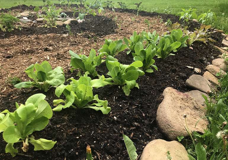 Growing greens in a Lasagna Garden