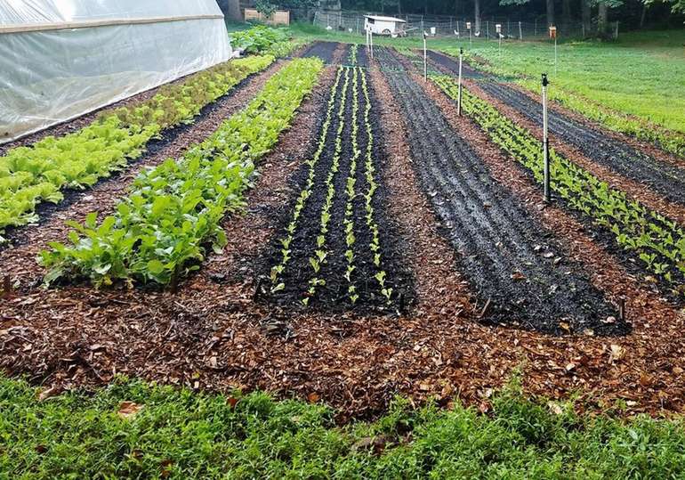 A Lasagna Garden is an easy way to convert a lawn into food producing garden
