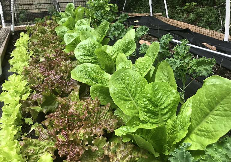 The pros and cons of a lasagne garden