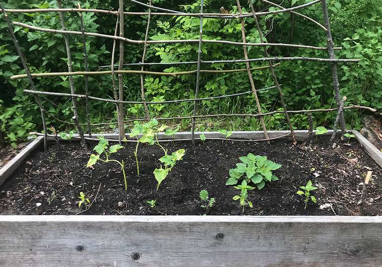 A lasagna garden with raised bed borders can help prevent pests