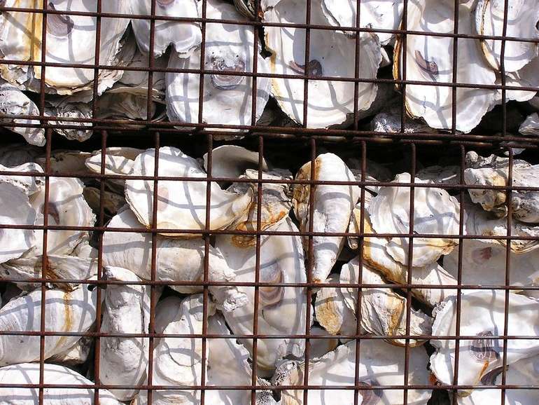 Gabion retaining wall filled with oyster shells