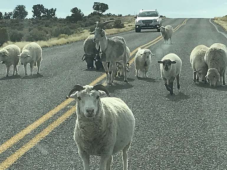 Animals wander empty streets during coronavirus lockdown