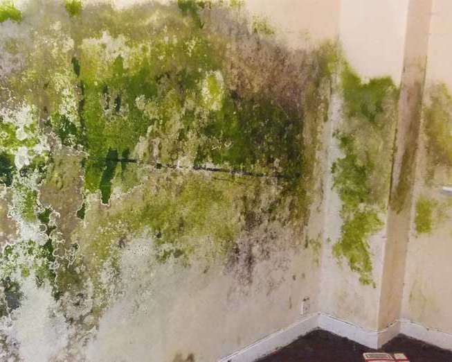 Mold caused by Interstitial condensation in walls.