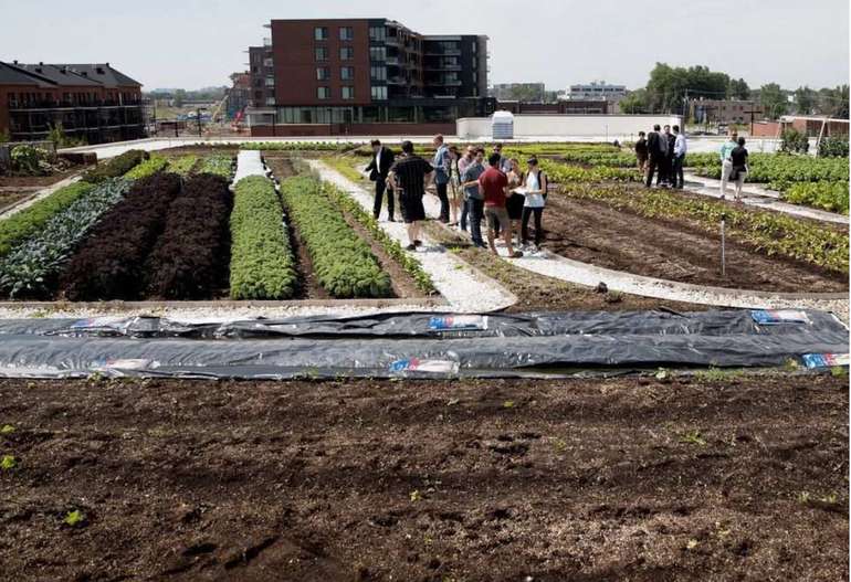 LEED Gold Grocery store green roof in Montreal produdes its own produce