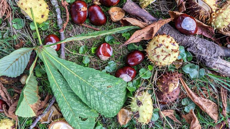 Horse chestnuts are ideal for making laundry soap at home