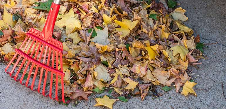Le ramassage des feuilles peut être écologique 