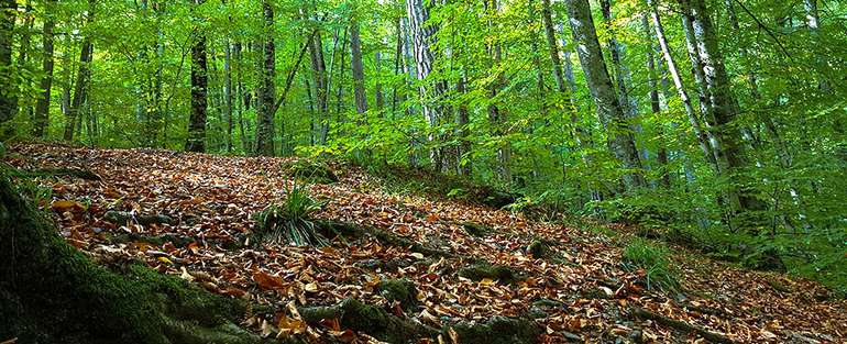 Les feuilles mortes nourrissent le sol