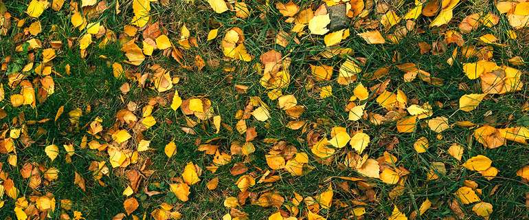 Une mince couche de feuilles mortes n'a pas besoin d'être ramassée