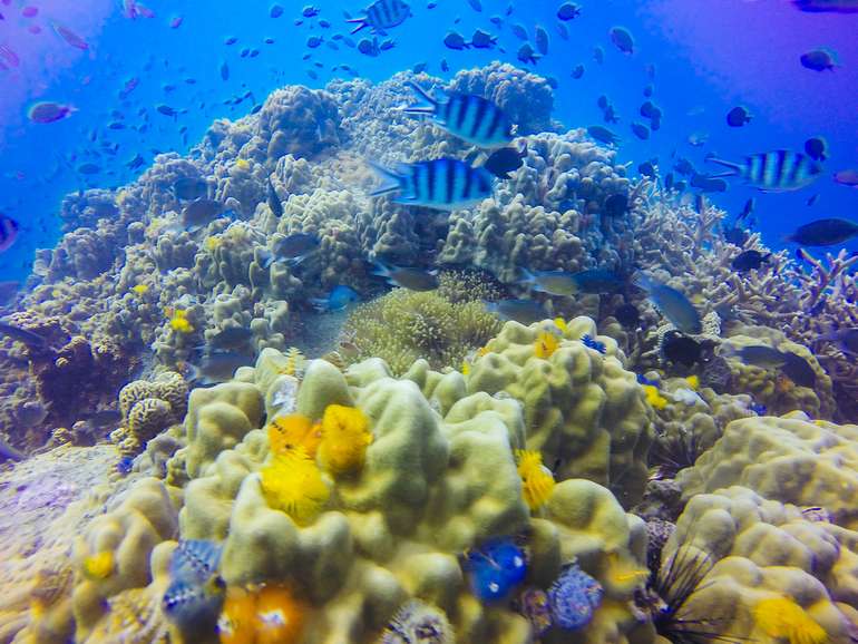 Prometheus Materials combines microalgae with water, sunlight, and CO2 to create a bio-cement similar to the material that coral uses to build reefs and oysters use to generate their shells.