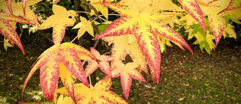 Dead leaves in fall, to rake or not to rake, that is the question!
