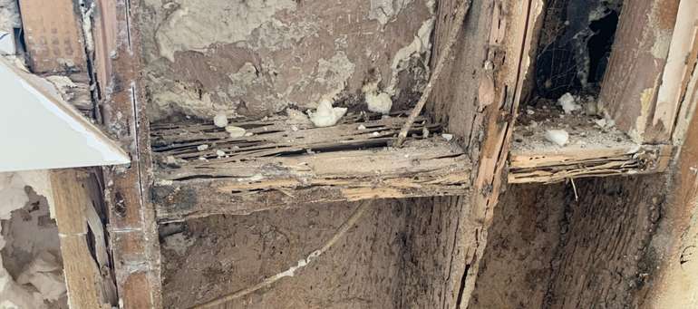 Spray foam insulation can mask extensive termite infestation in homes