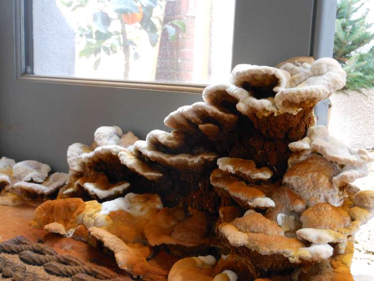 How to indendity and stop dry rot in homes