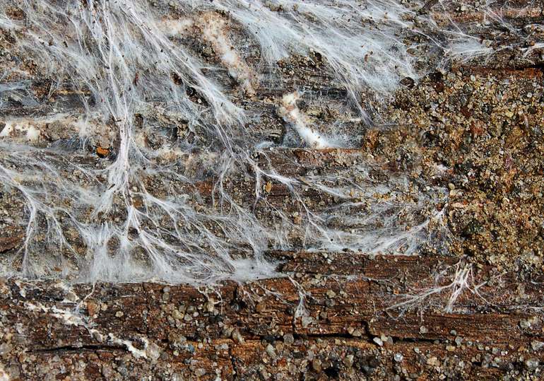 How to spot hyphae dry rot in homes