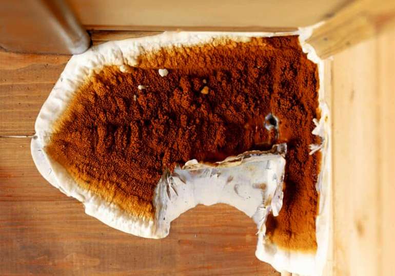 Mycelium dry rot in homes