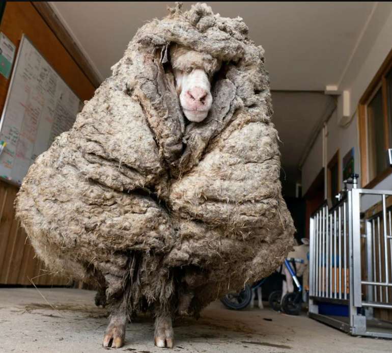 sheep wool insulation is natural and non-toxic