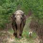 Zarah M