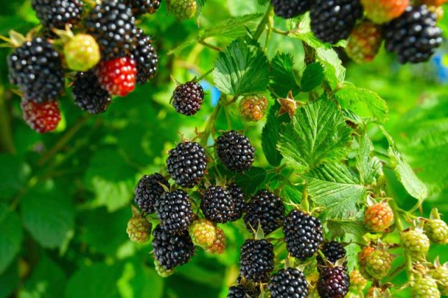 Blackberries