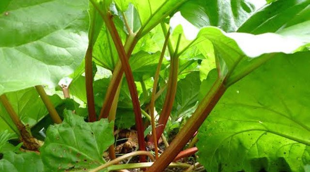 Edible Perennials Rhubarb