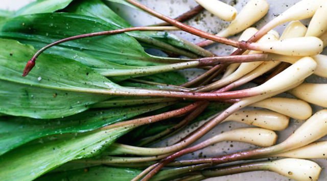 Edible Perennials Ramps