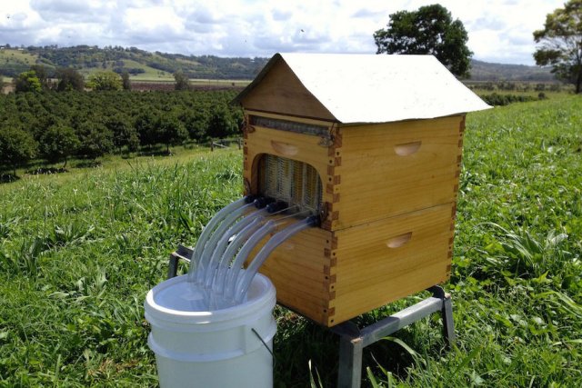 Commercial version Flow™ frame bee hive