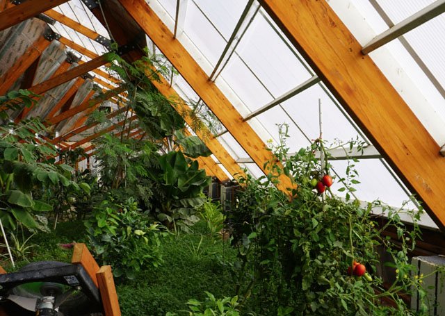 Greenhouse windows